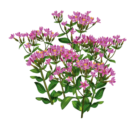 Centaury Alkotoxis langeb